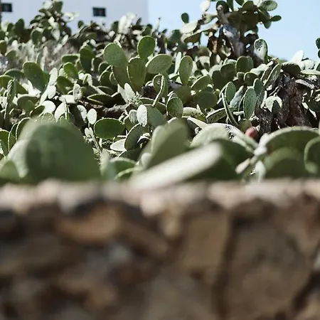 Country house Hotelito Rural Flor De Timanfaya *
